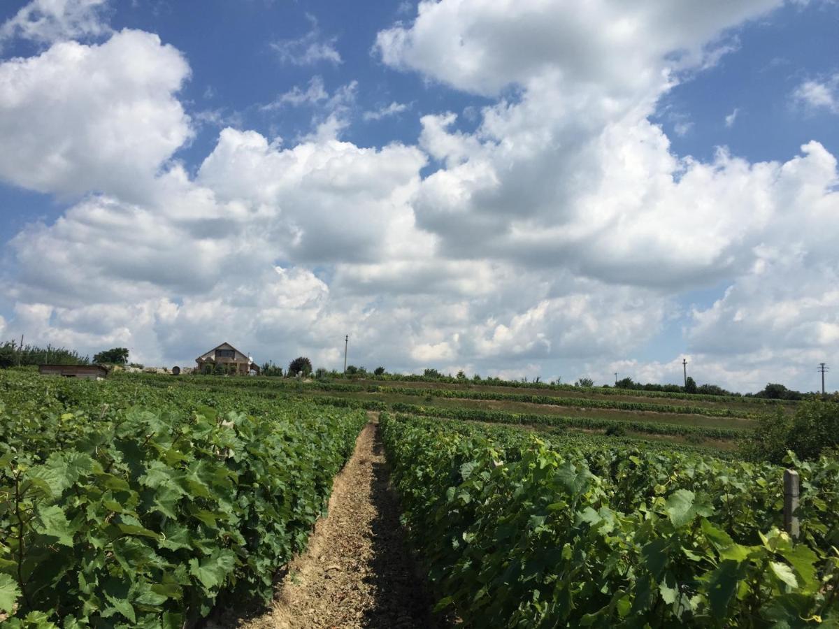 Wineyards Salin Bed & Breakfast Турда Екстериор снимка